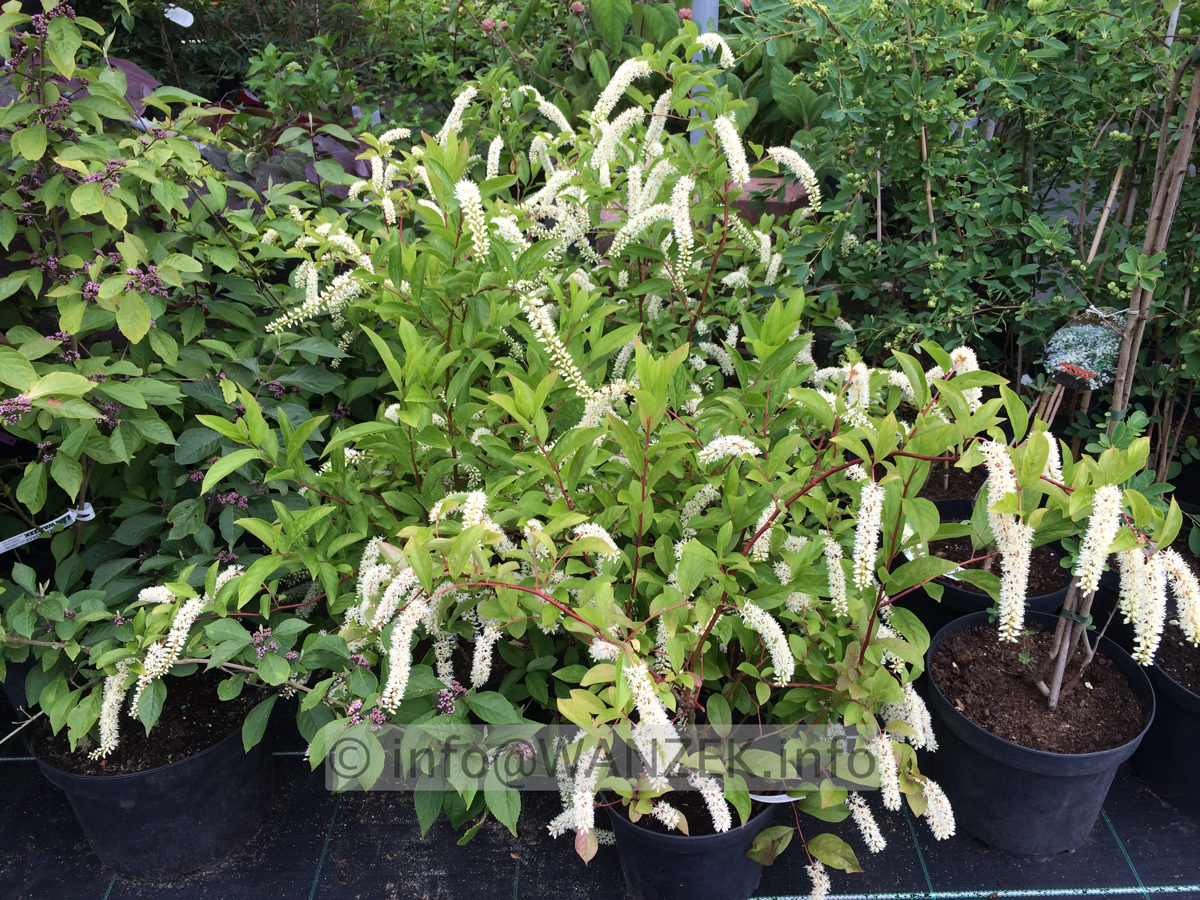 Itea virginica Henry`s Garnet 01.JPG